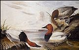John James Audubon Canvasback Duck painting